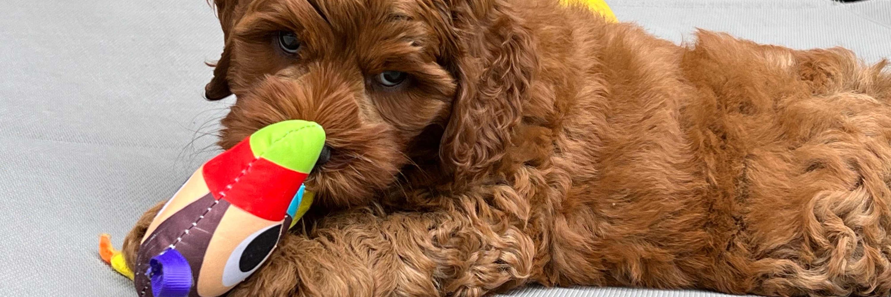 Northbound Australian Labradoodles UK