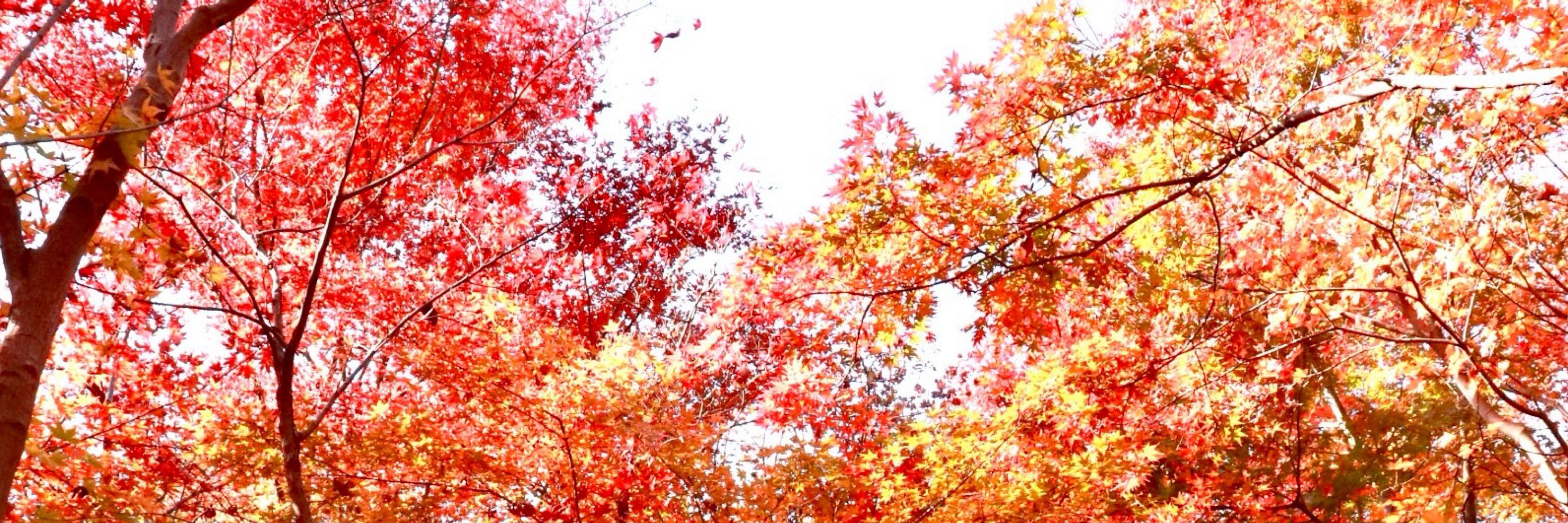 🍁迩太朗🍁