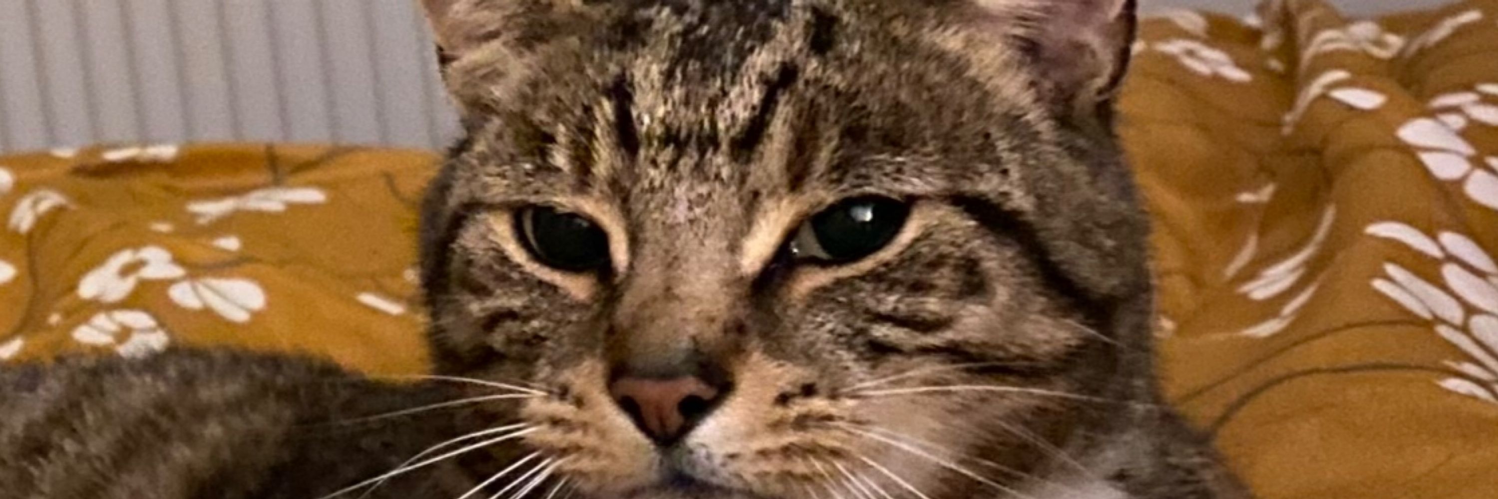 Adamski