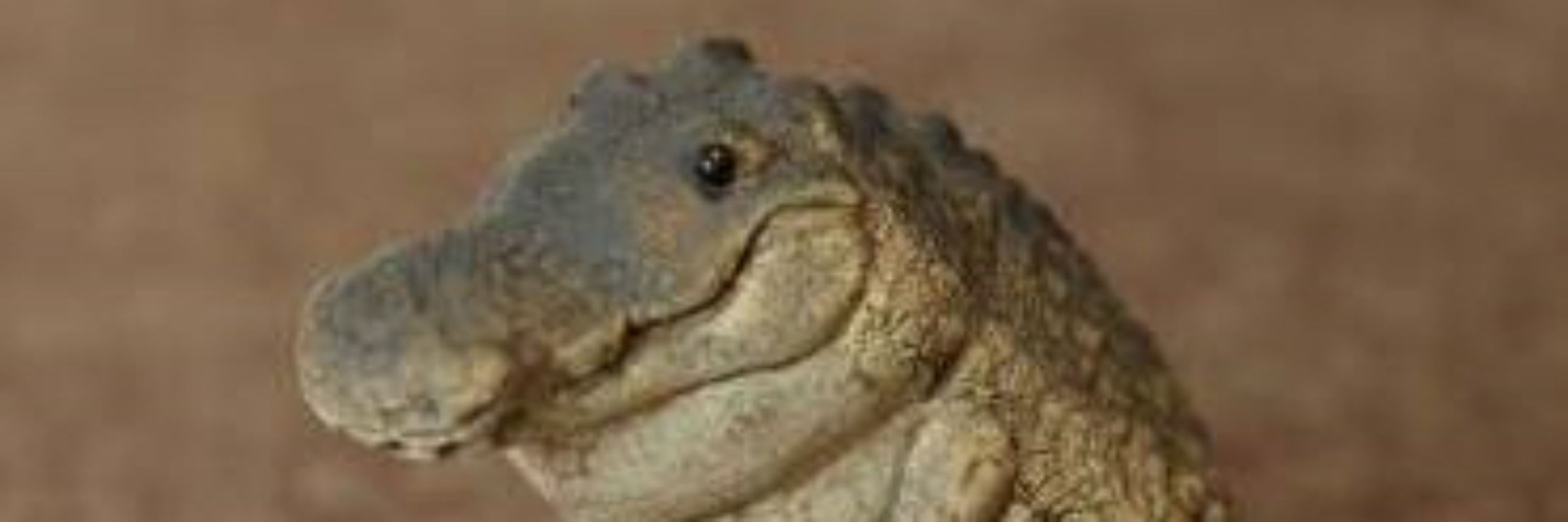 Aliosius
