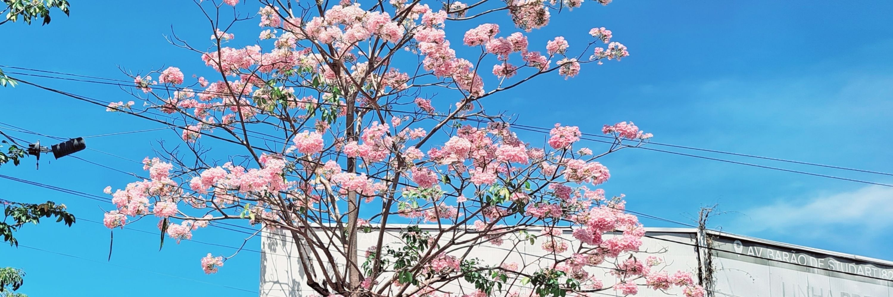 Van 🌸