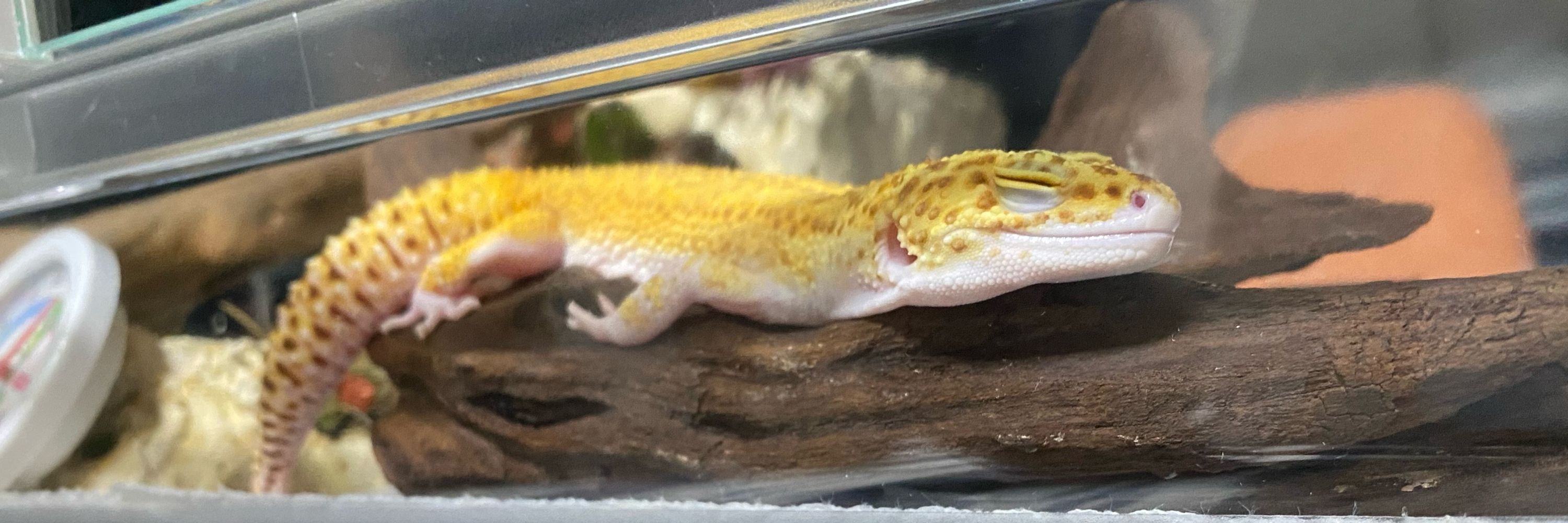 月光 ラギ