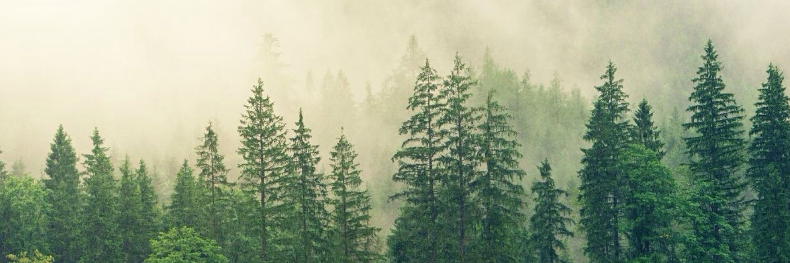 🌲 D E E R 🌲