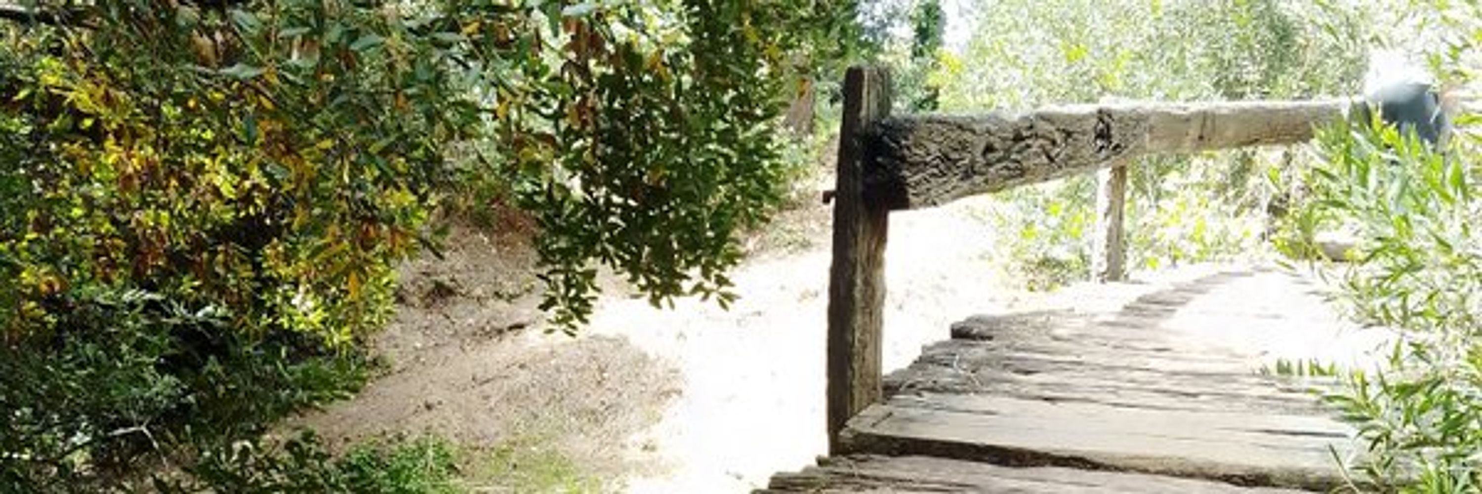 VVizard