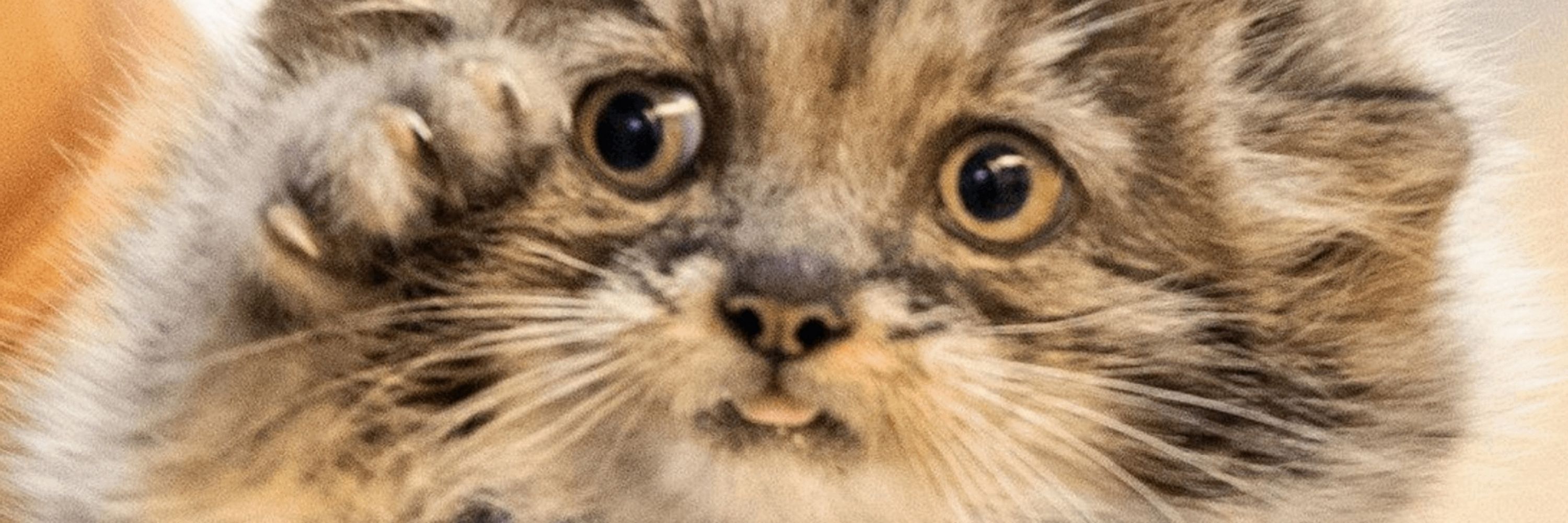Diāna