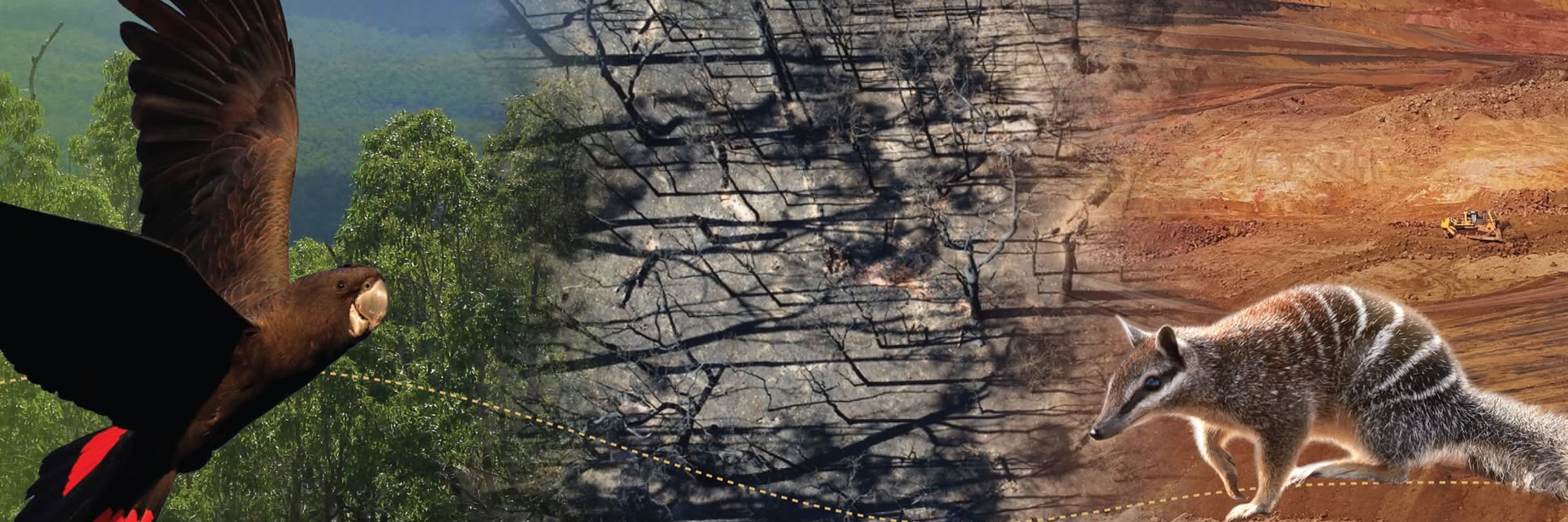 WA Forest Alliance