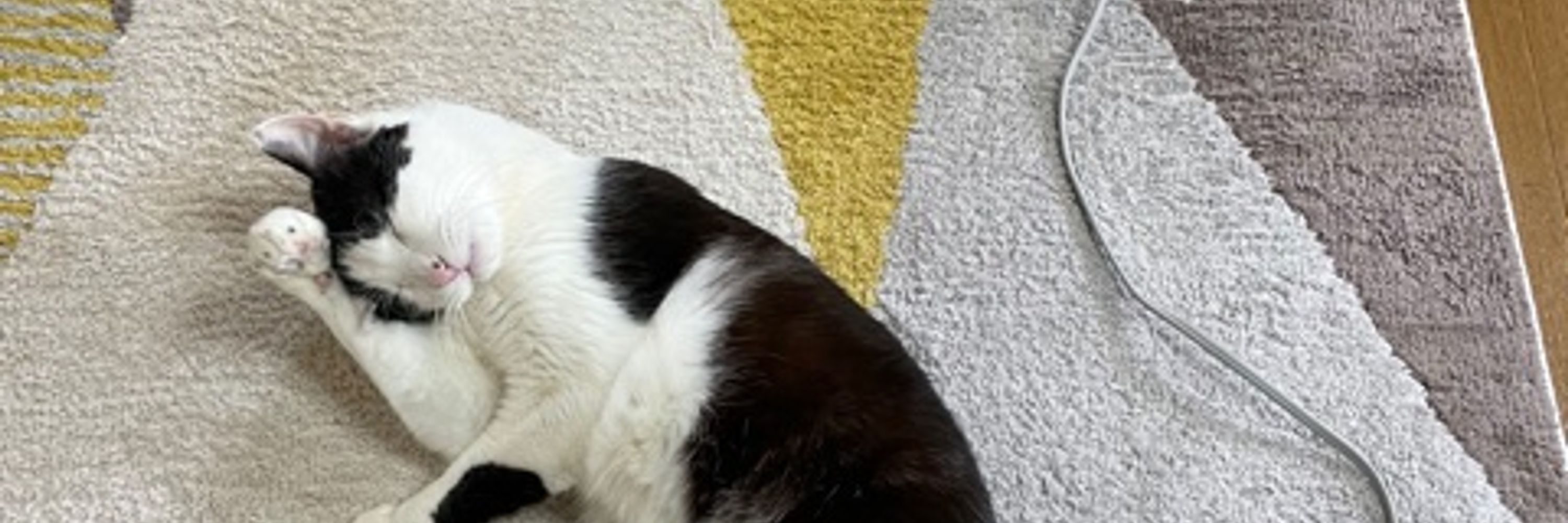 ねこのタケシ