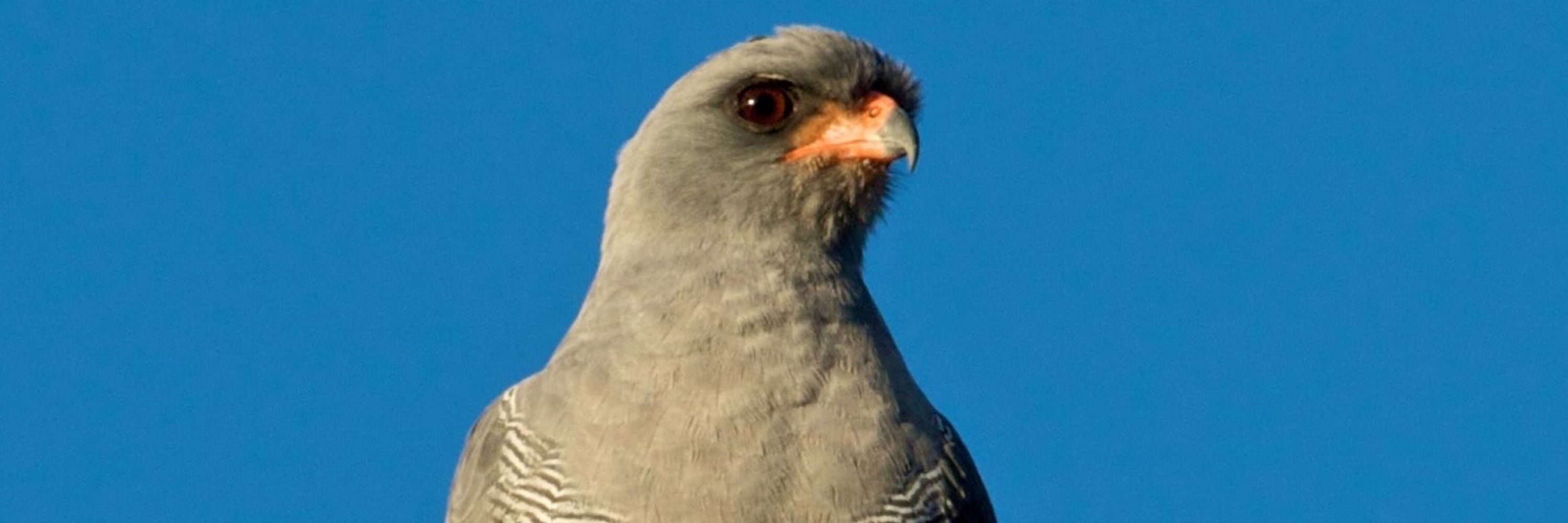 Dark Chanting Goshawk