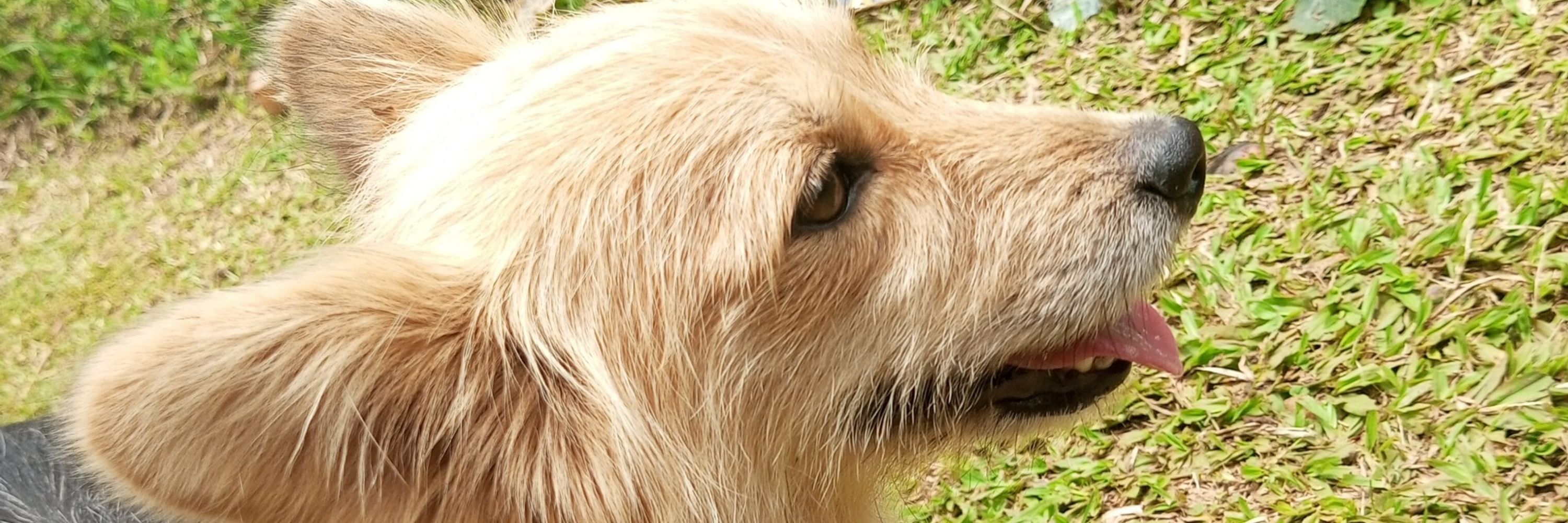 GEOFREY RESCUE CARE 🐾 🐶🐕