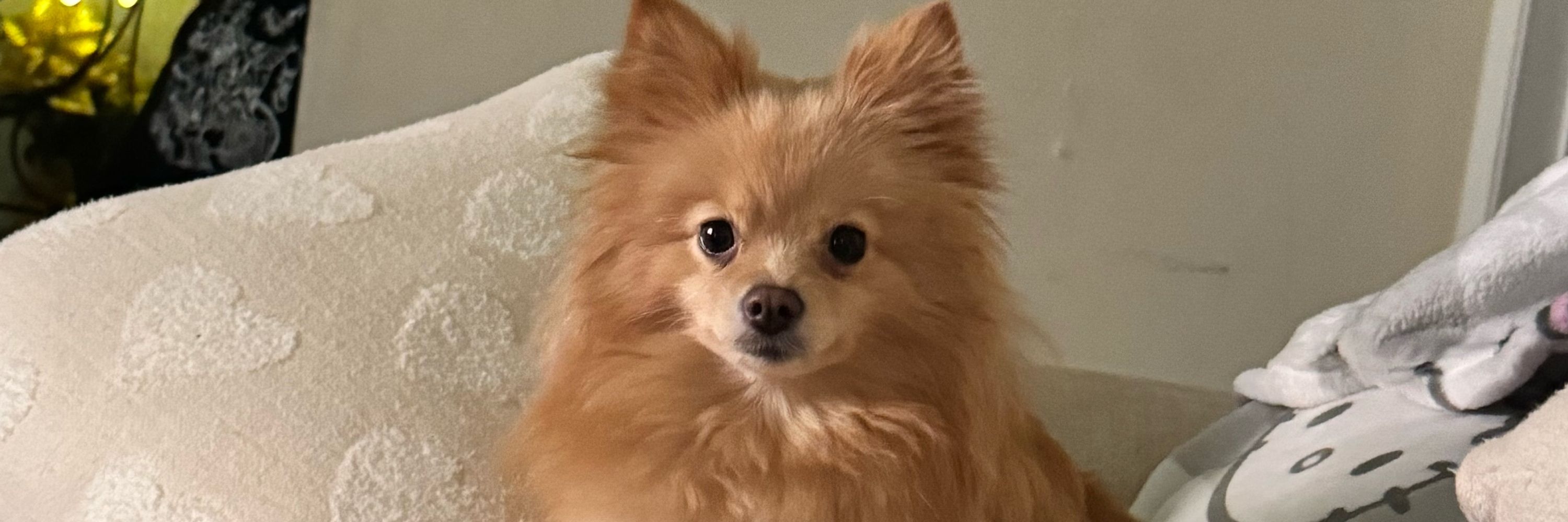 Vivi
