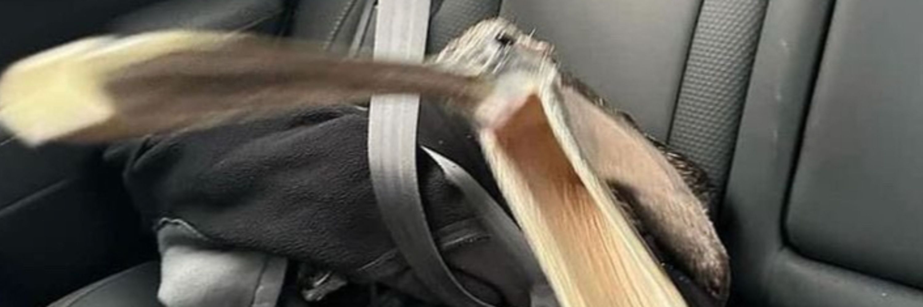 Snailman