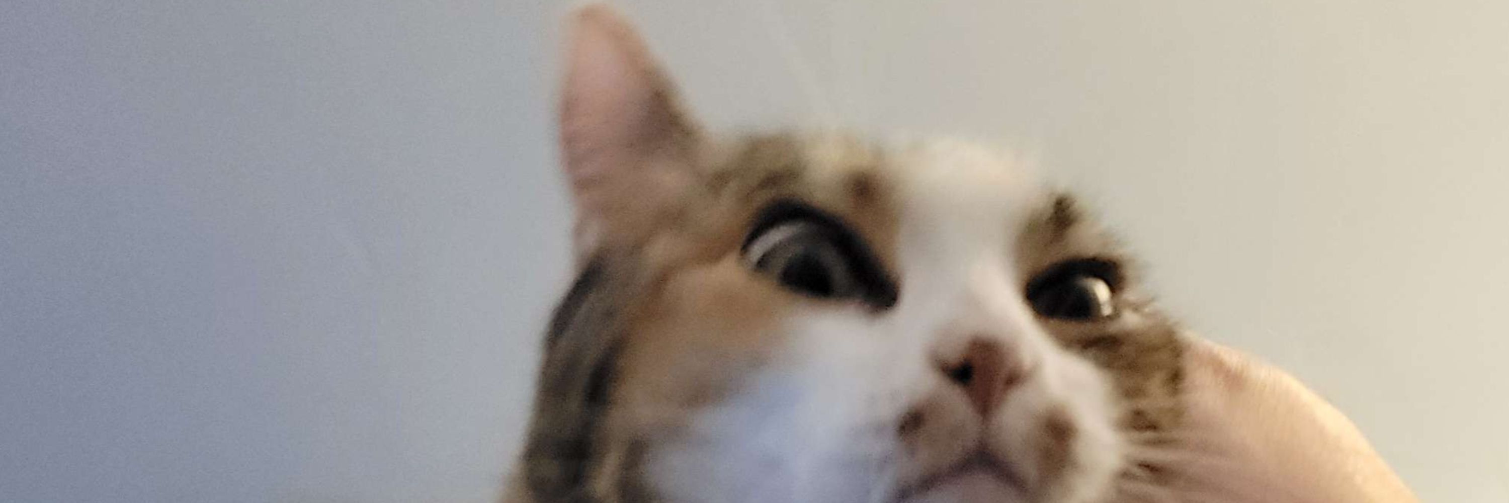 Nik G