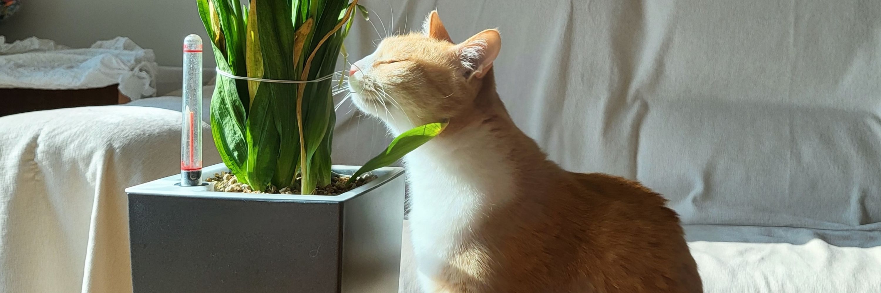 🍅