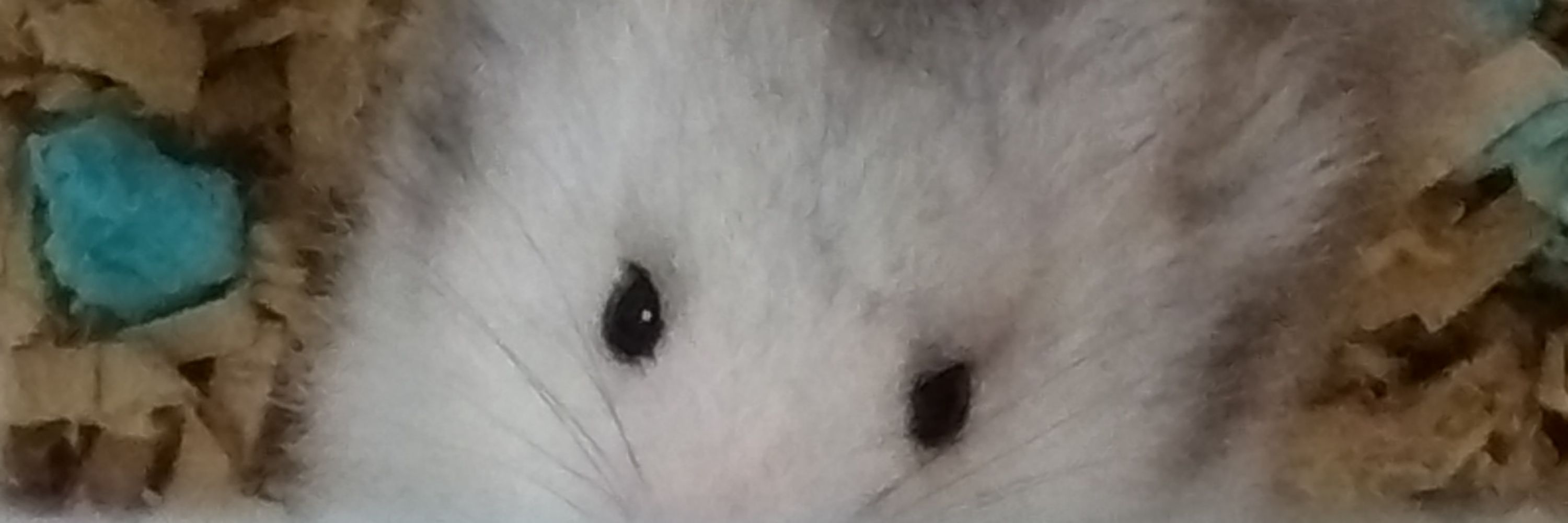 拓知