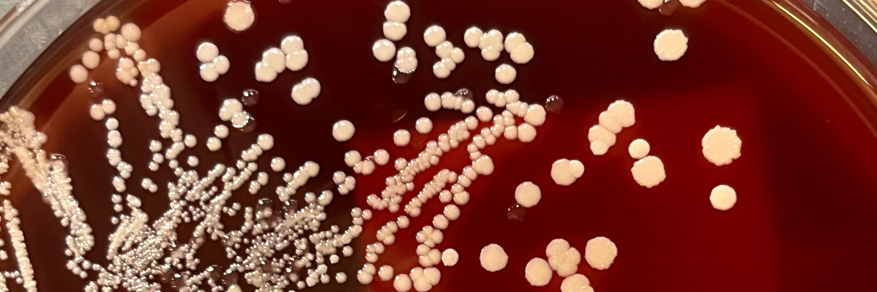 MTmicrobiologist