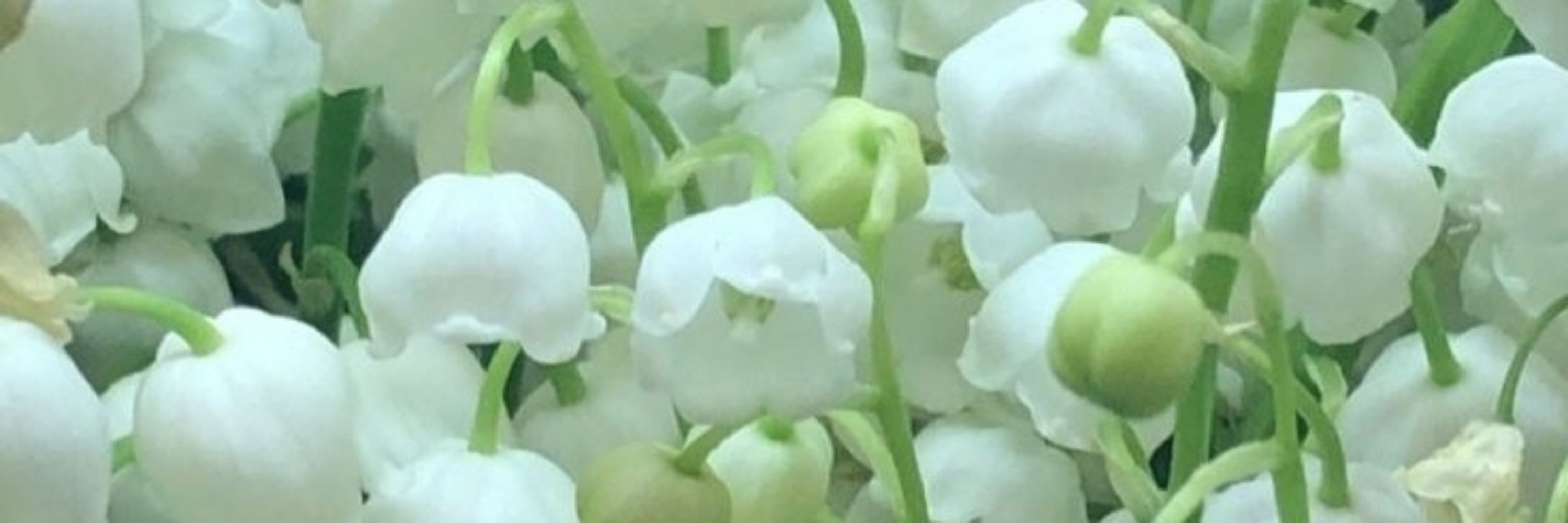 Convallaria Majalis