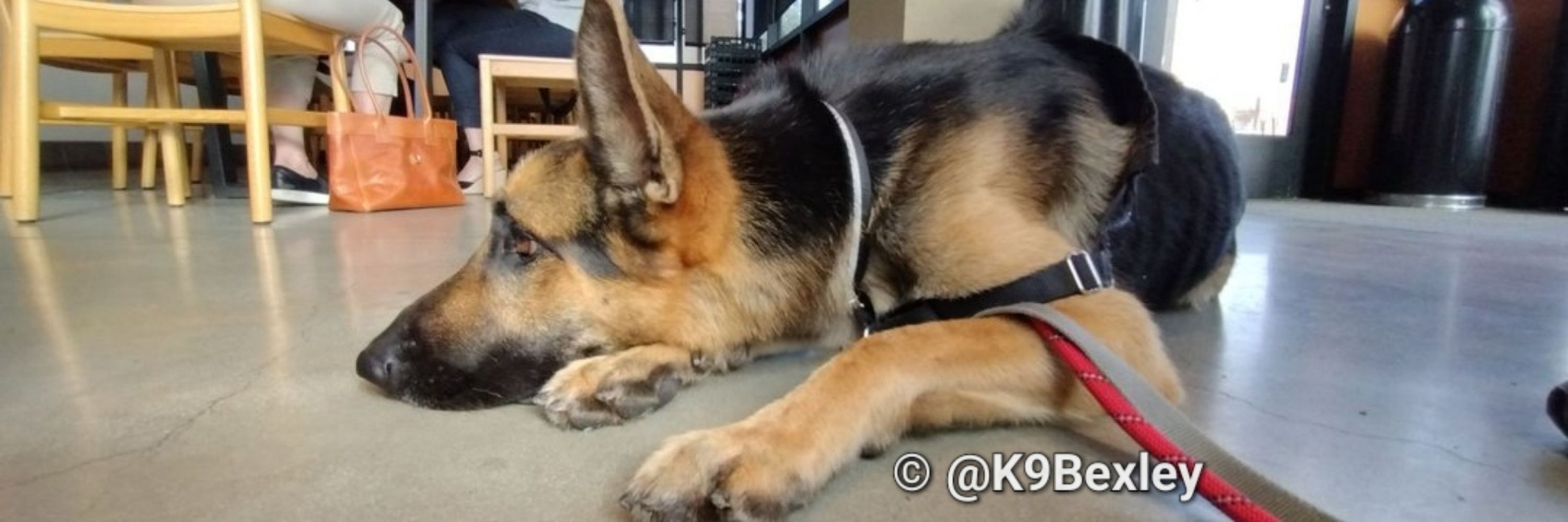 K9 Bexley