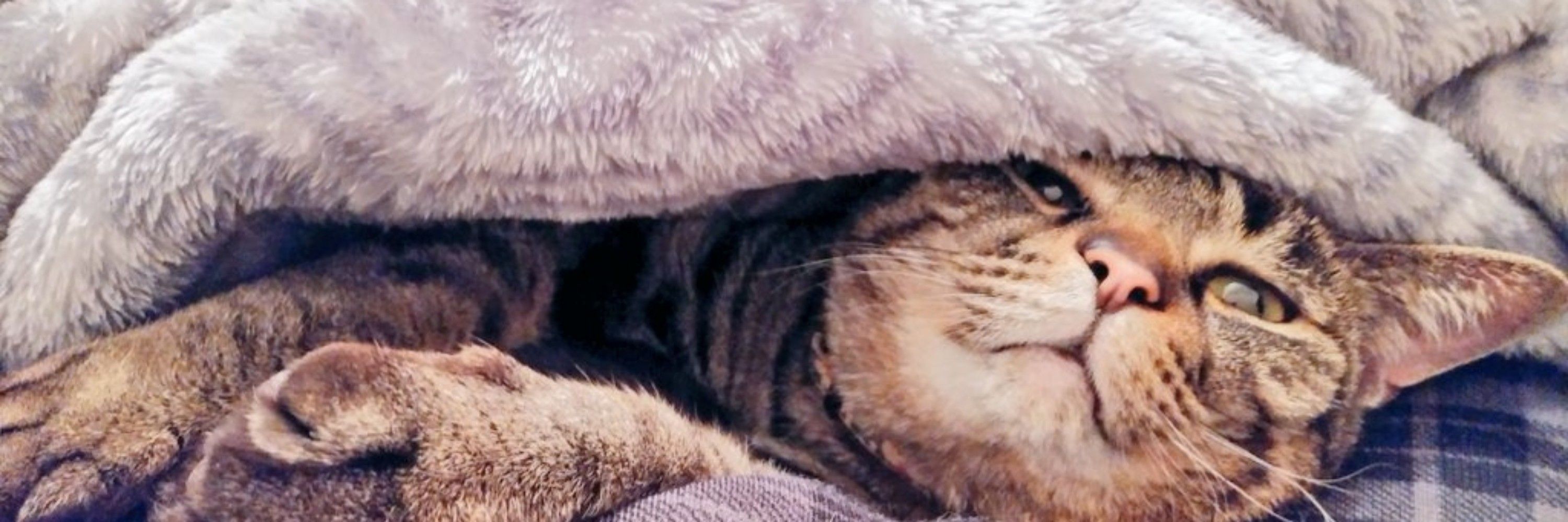 🐾ねこさんどうぃっち🐾