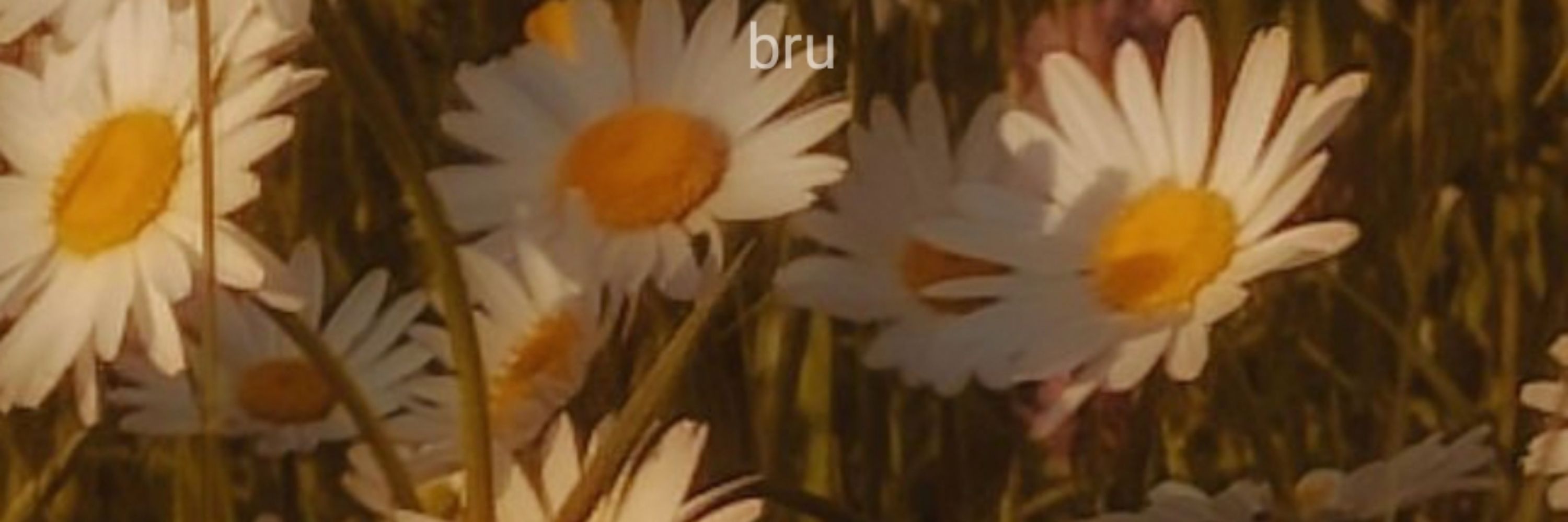 ✩°｡⋆Bru✮⋆˙🎧
