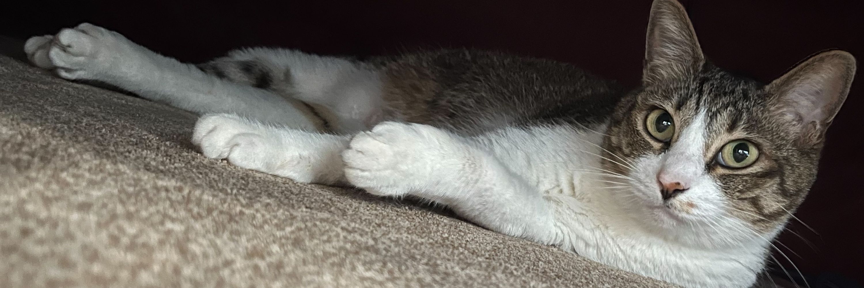 ぷりちーめだちゃん🐈🐾