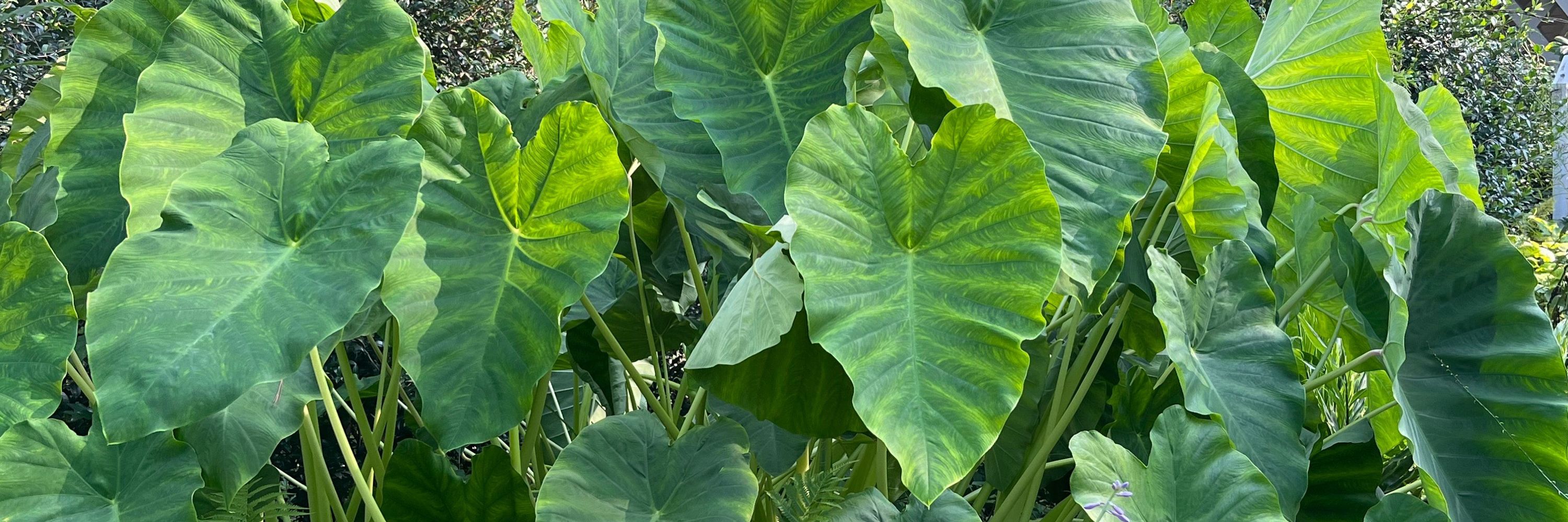 paludet