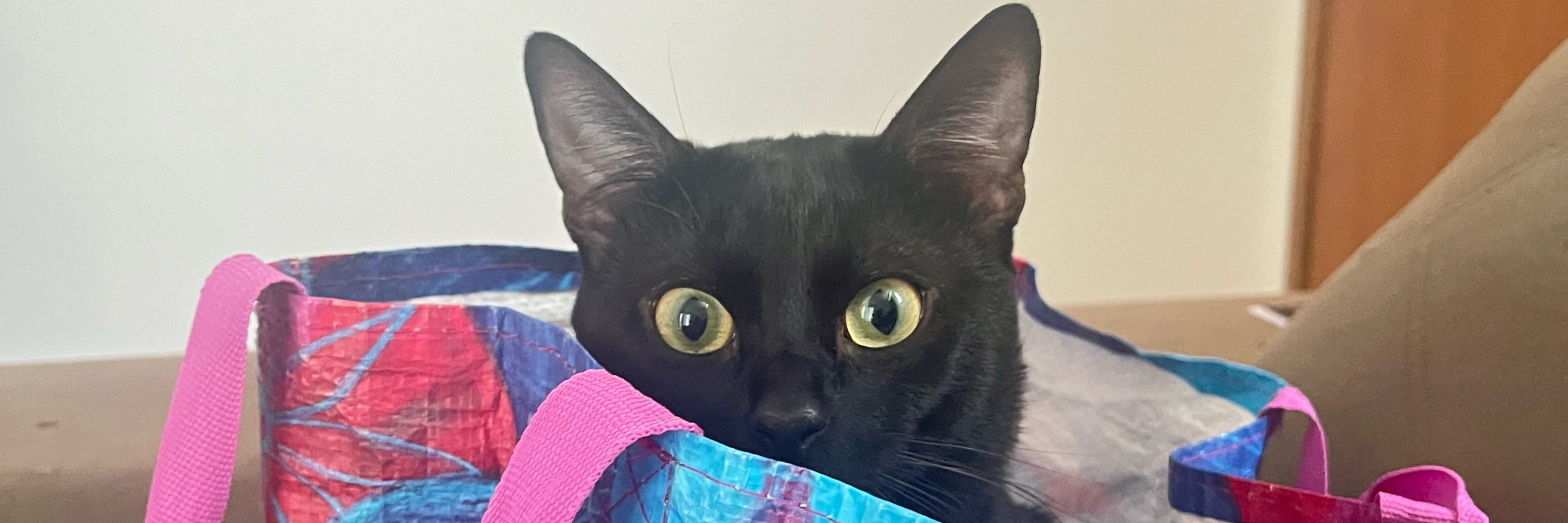 gio