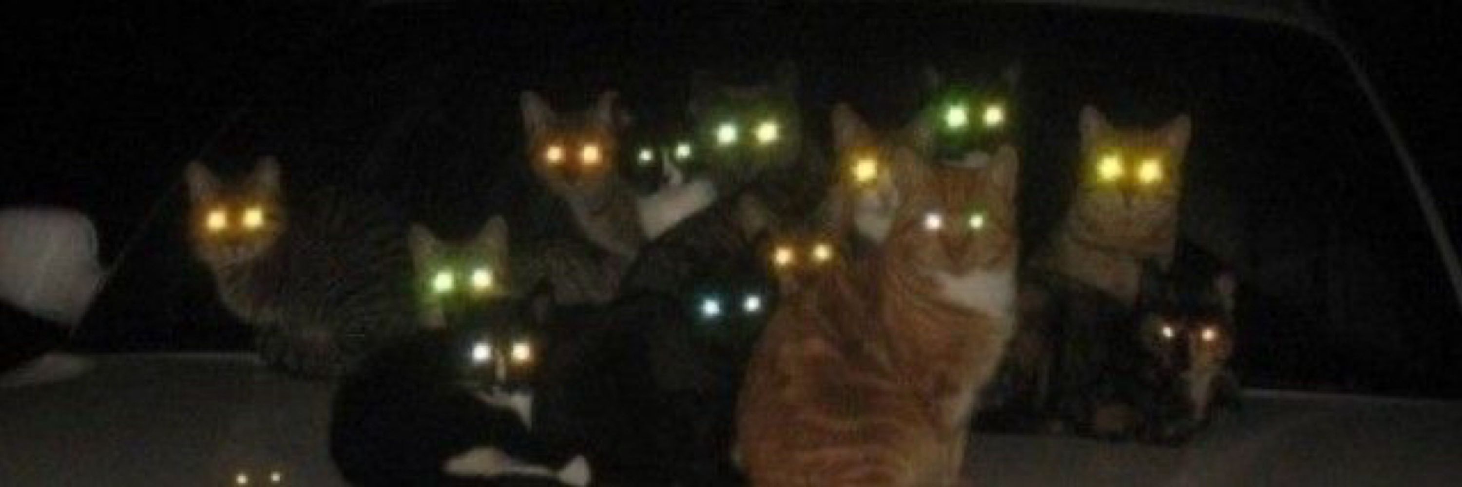 nyah
