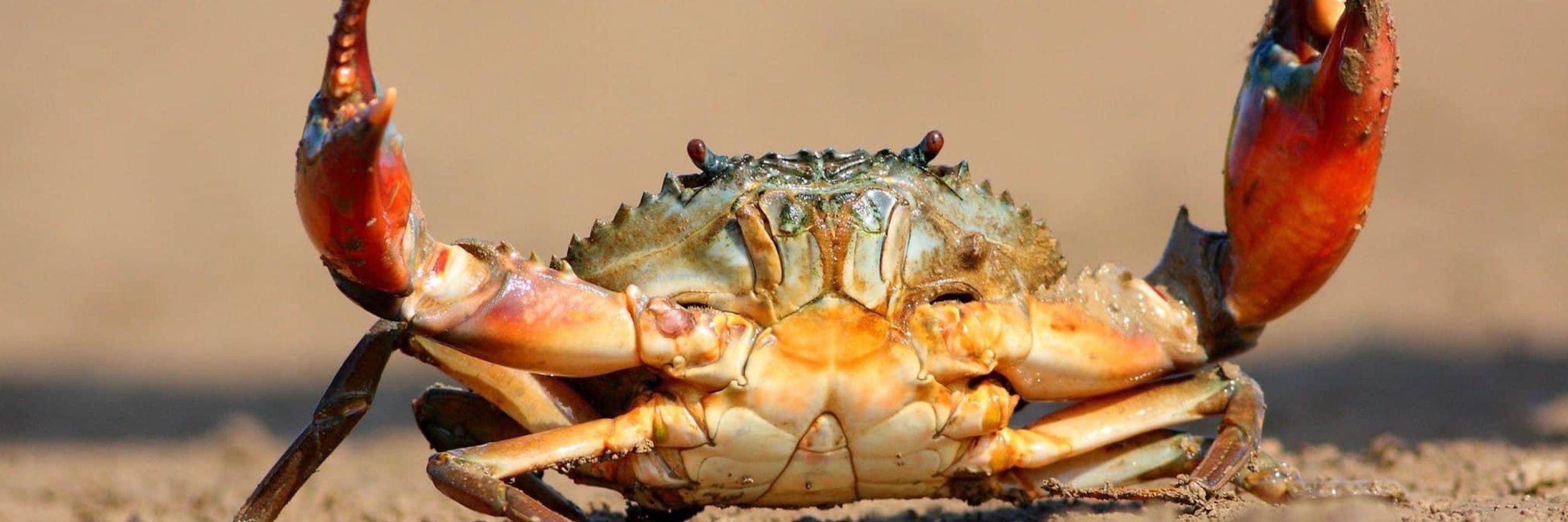 King of the crabs