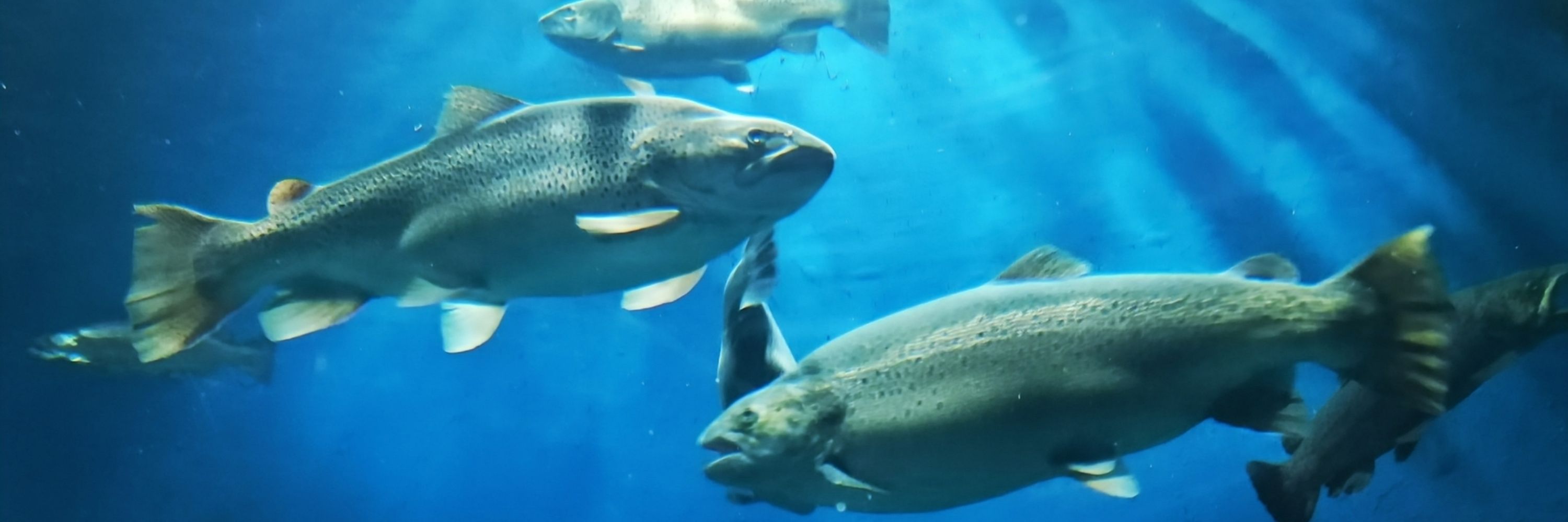ショナサン