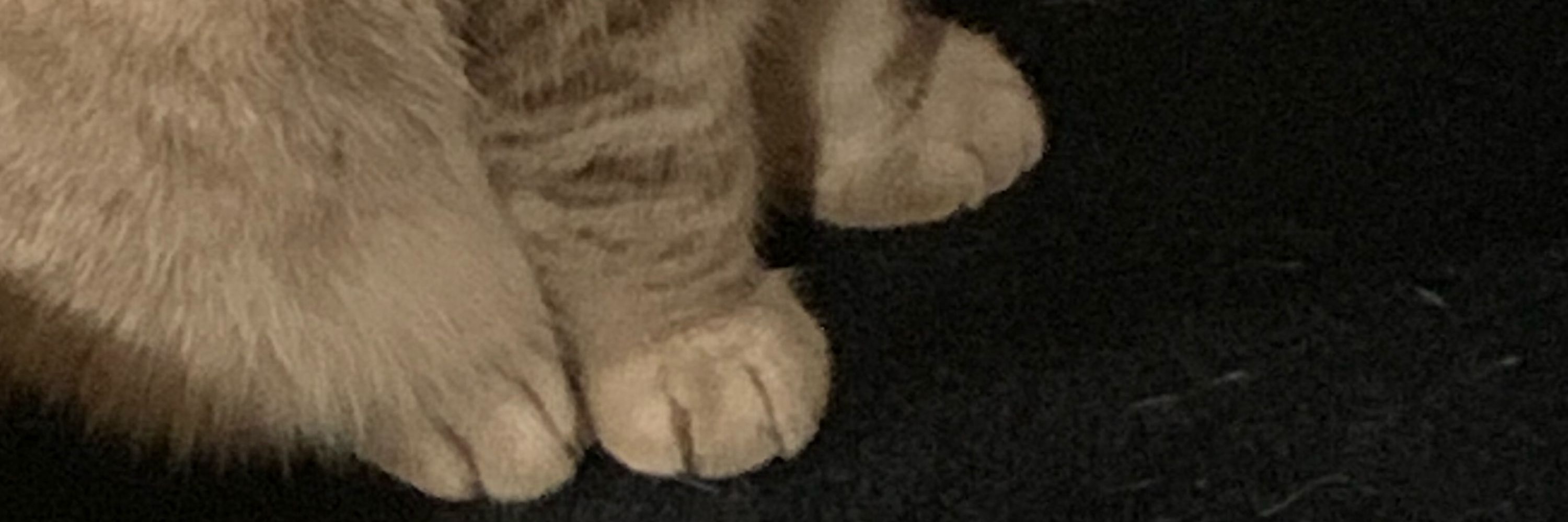 Cattastma