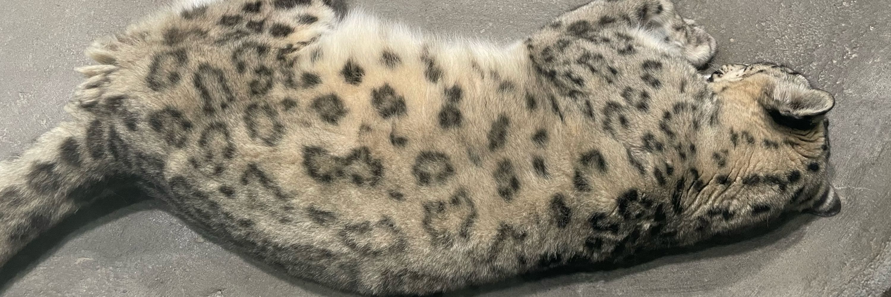 ぬいを愛でし猛獣