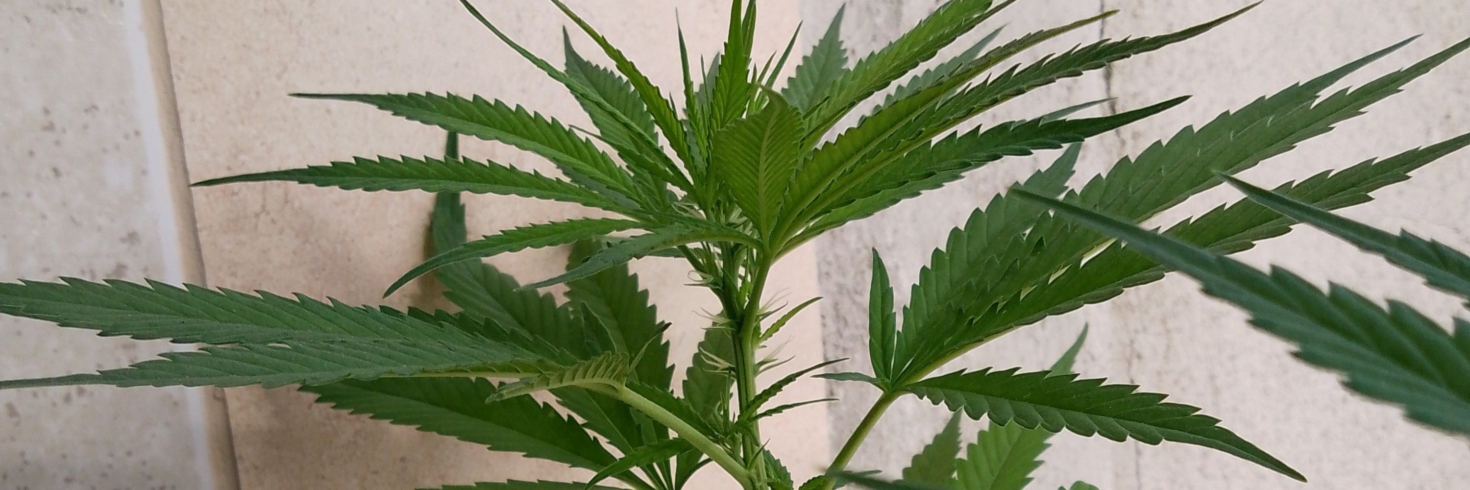 João do Mato 🌿🍁🔥🧘🏻