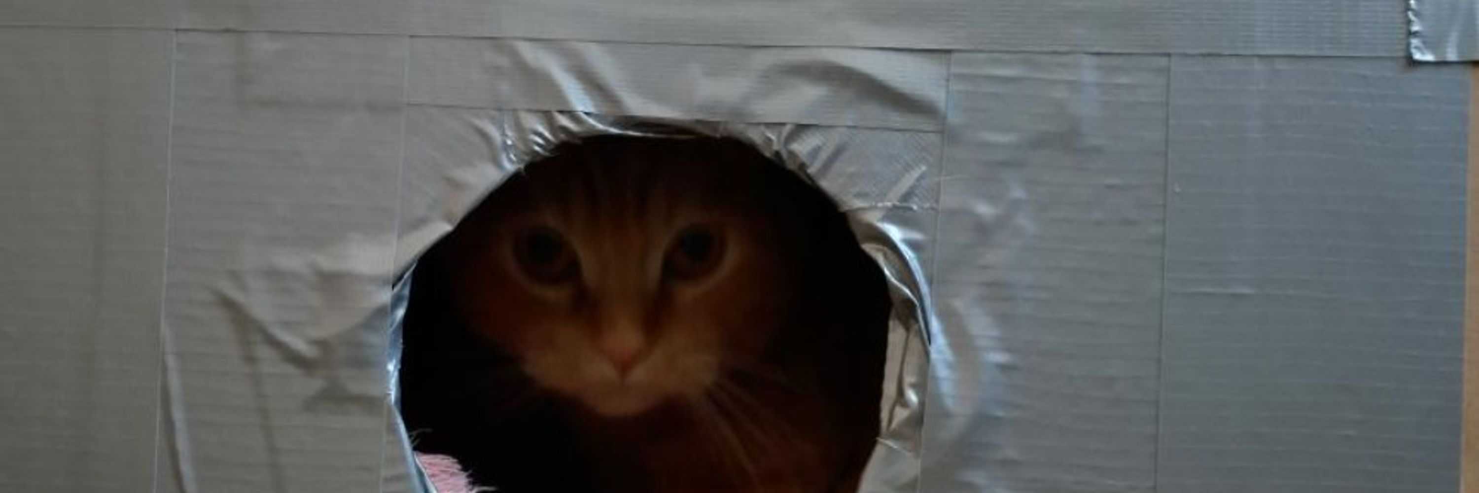 Mr. Meow