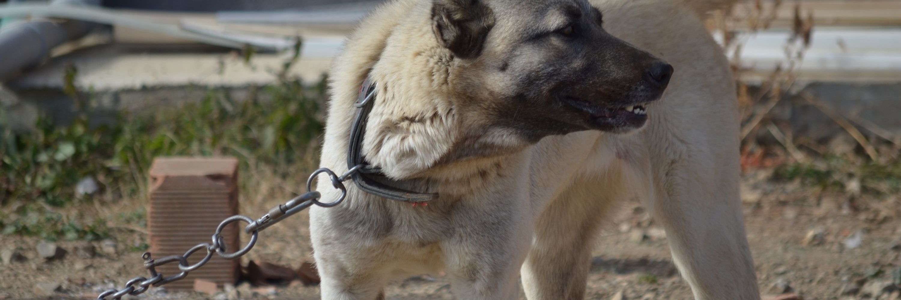 KANGAL DOG