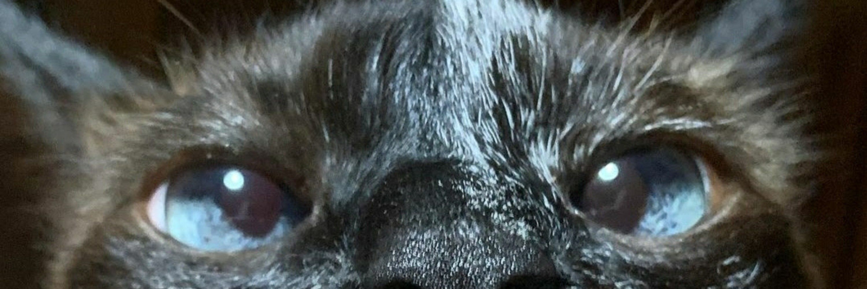 Isabel 