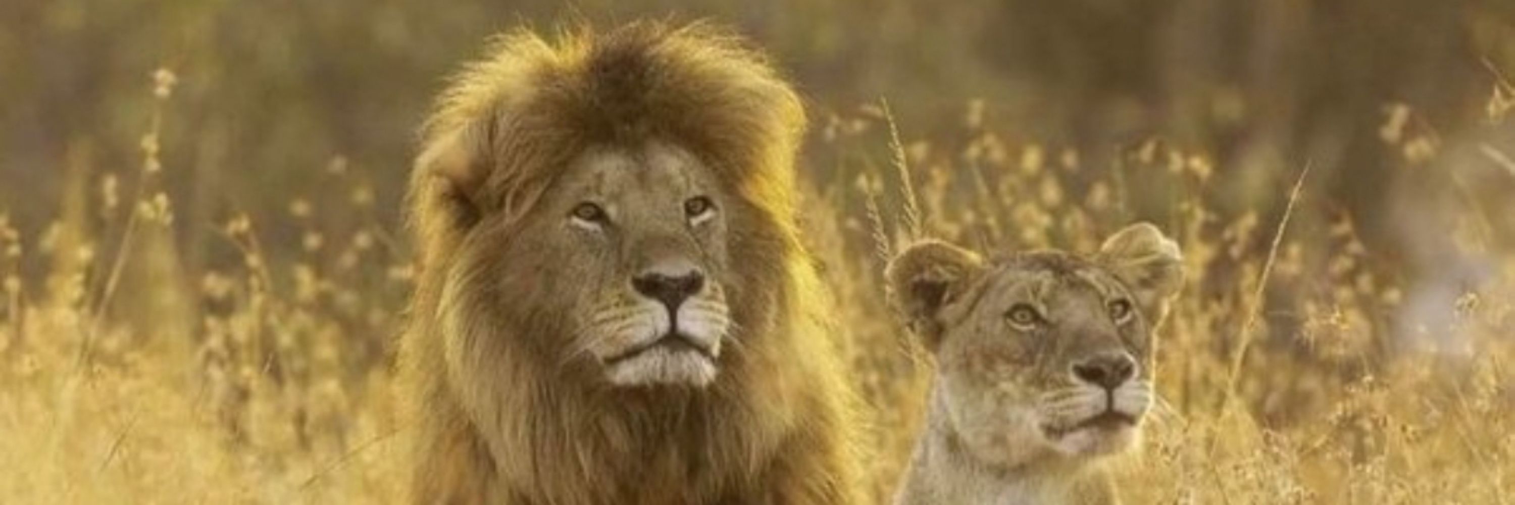 Mufasa David 