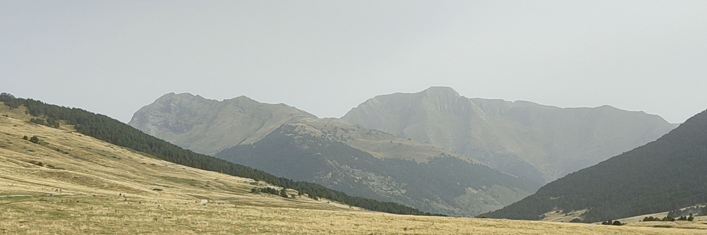 Carme Palau