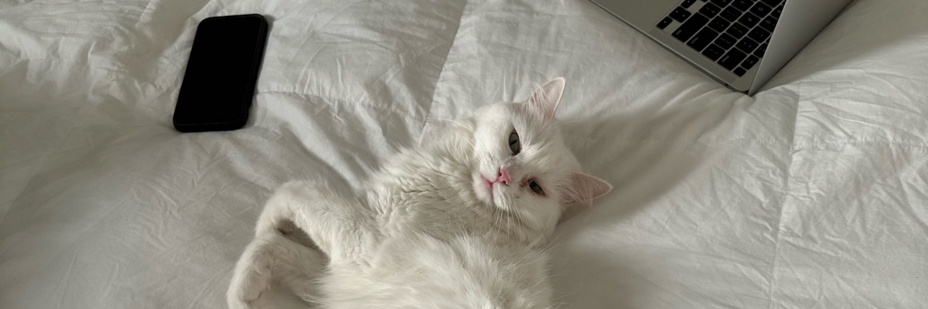 tessplease