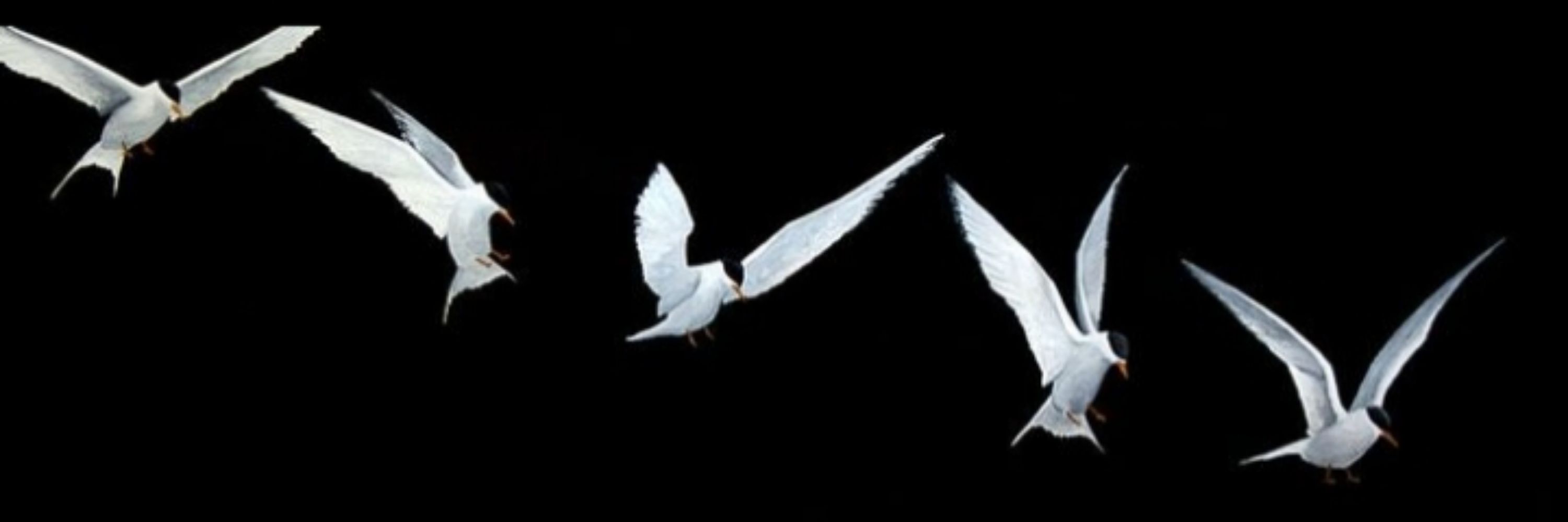 🕊️