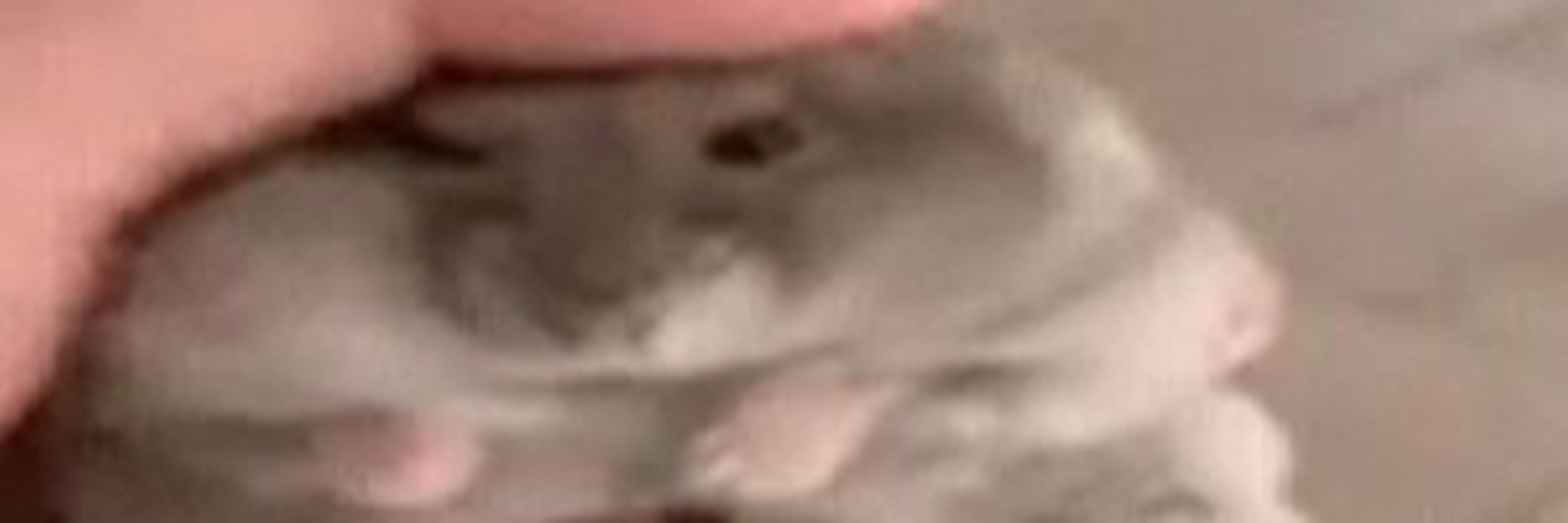 lee 
