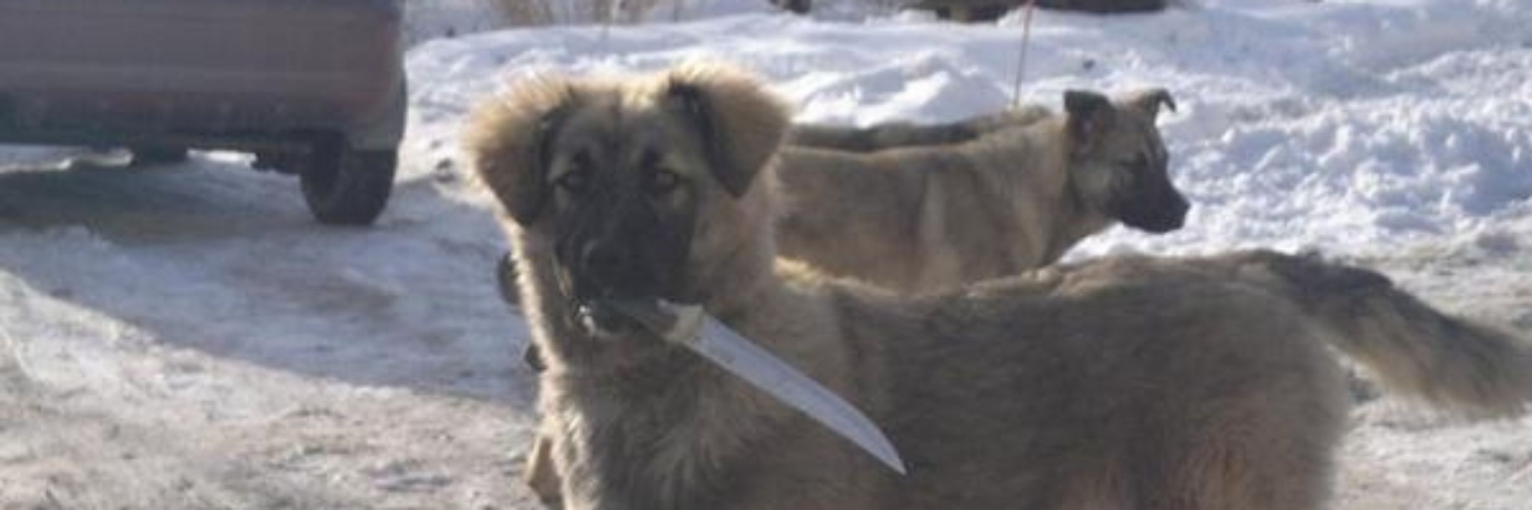 AnimalLover331