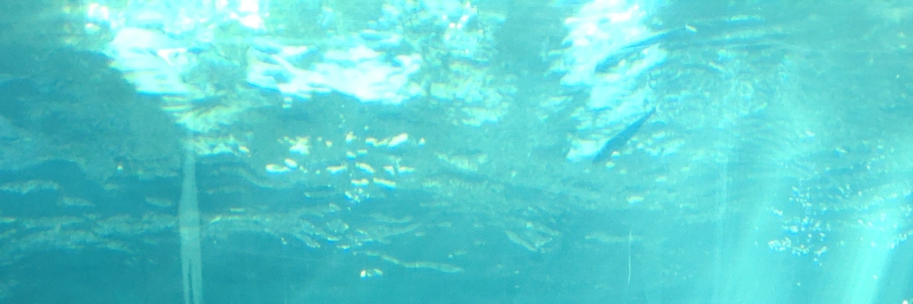 ちちち