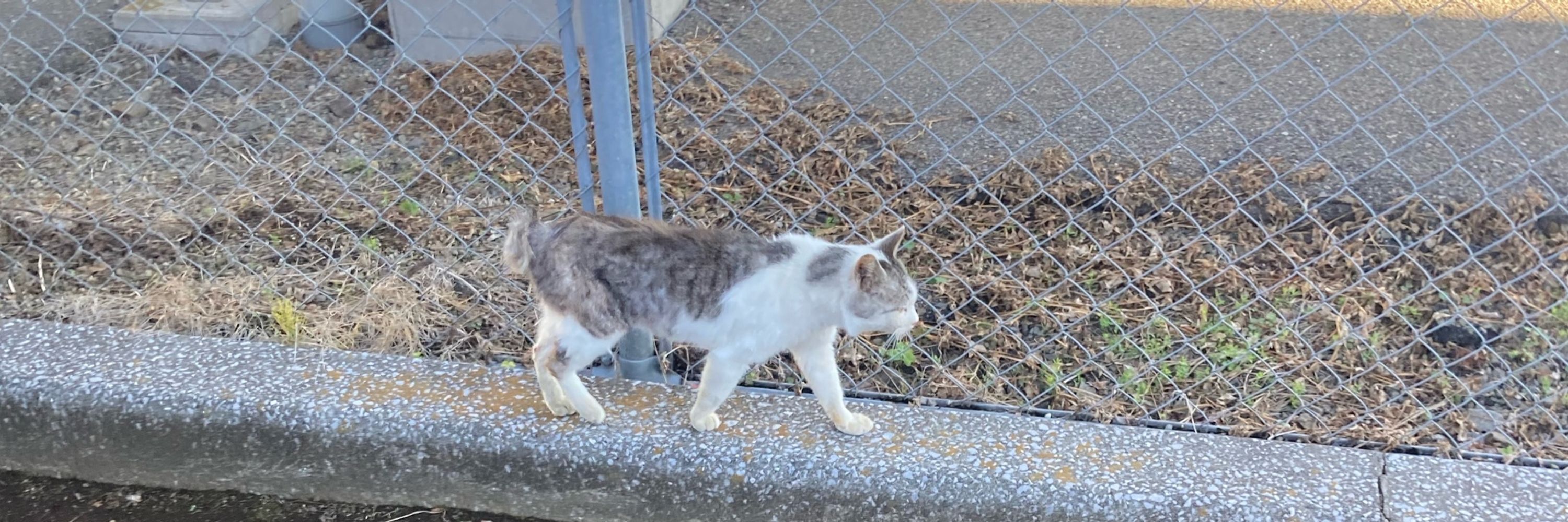 にーみ