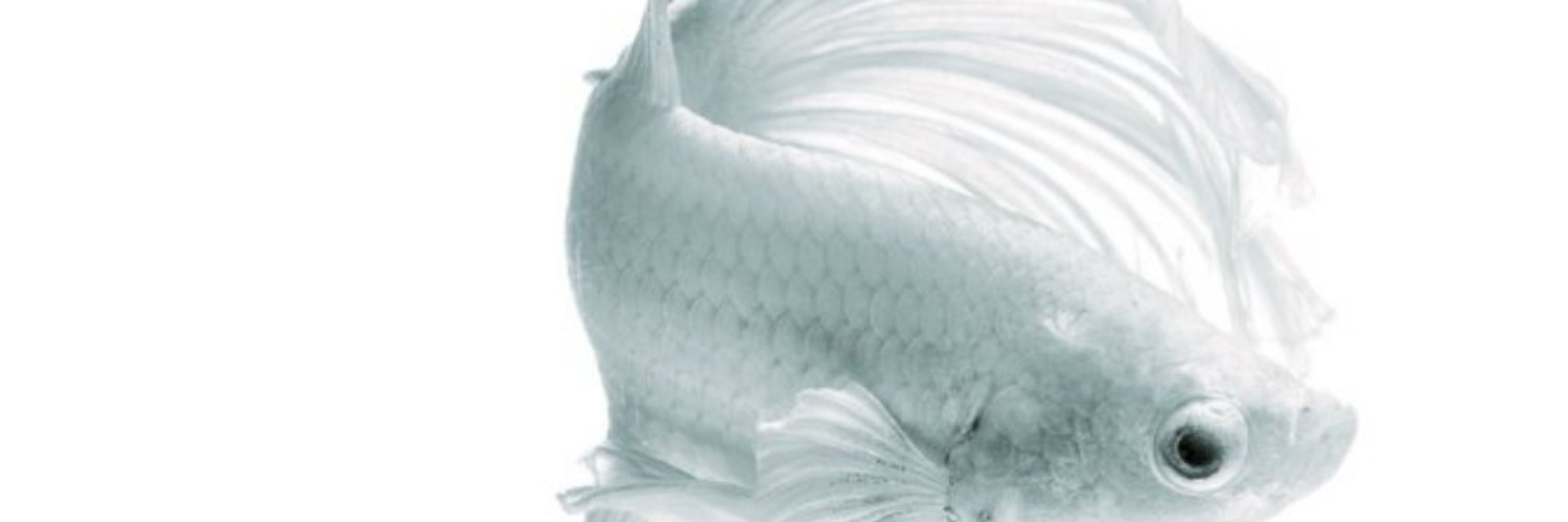 Intuitive Fish