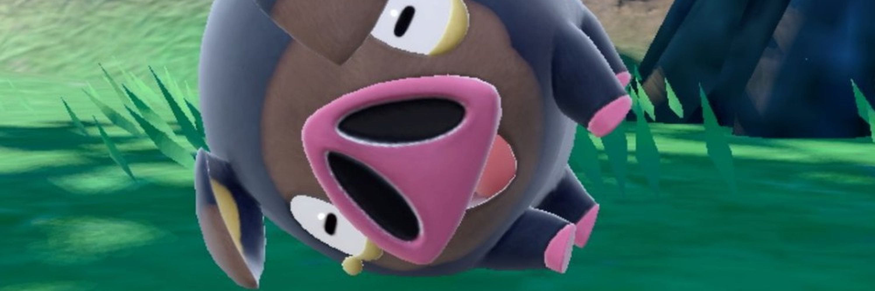 bluey pachooie