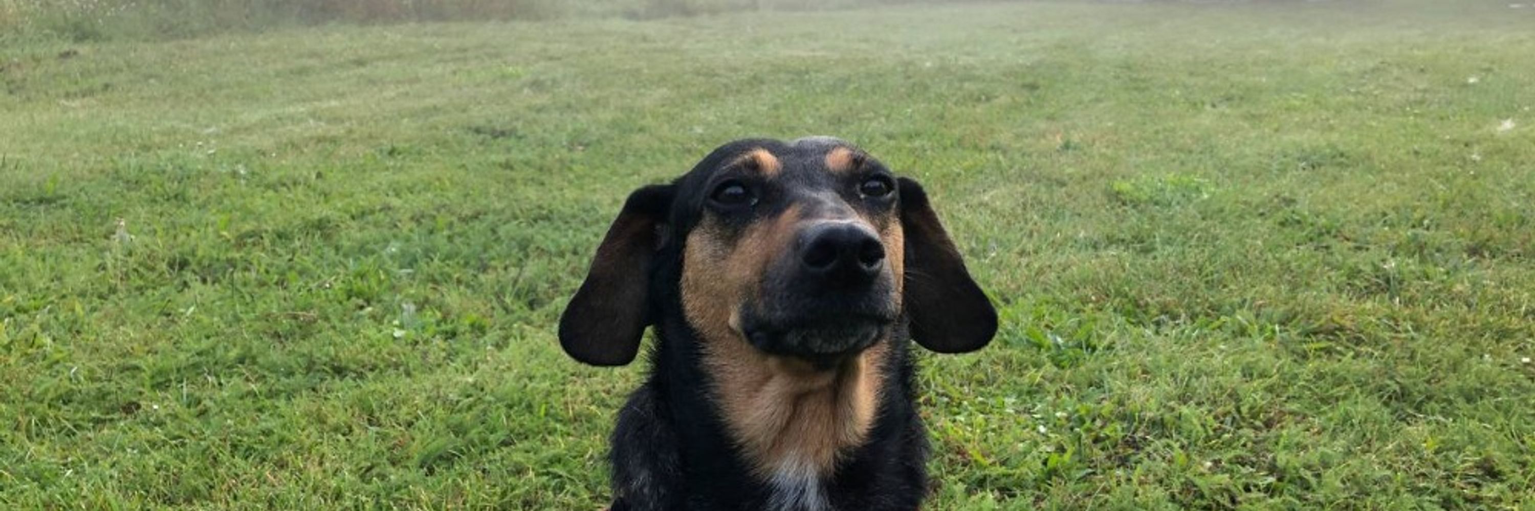 Rajko