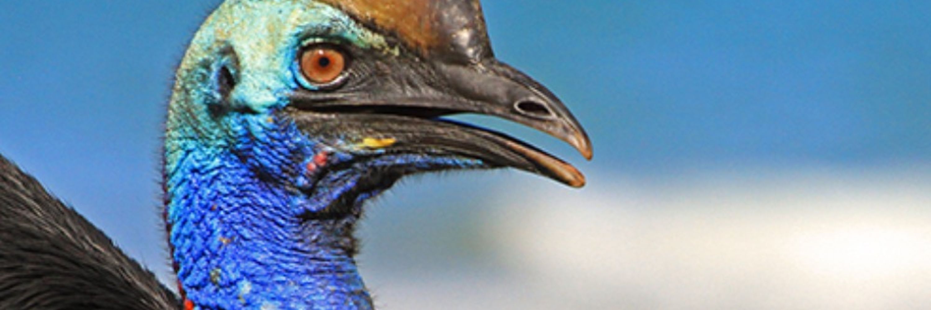 Daily Cassowary