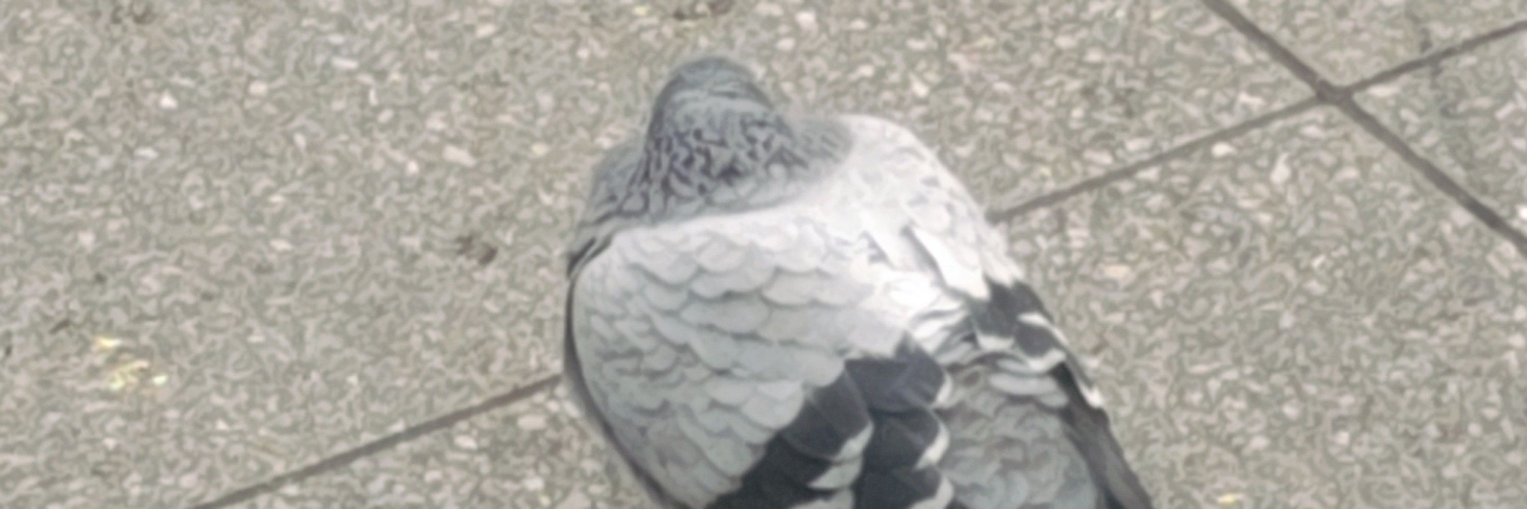 岸本 なずな