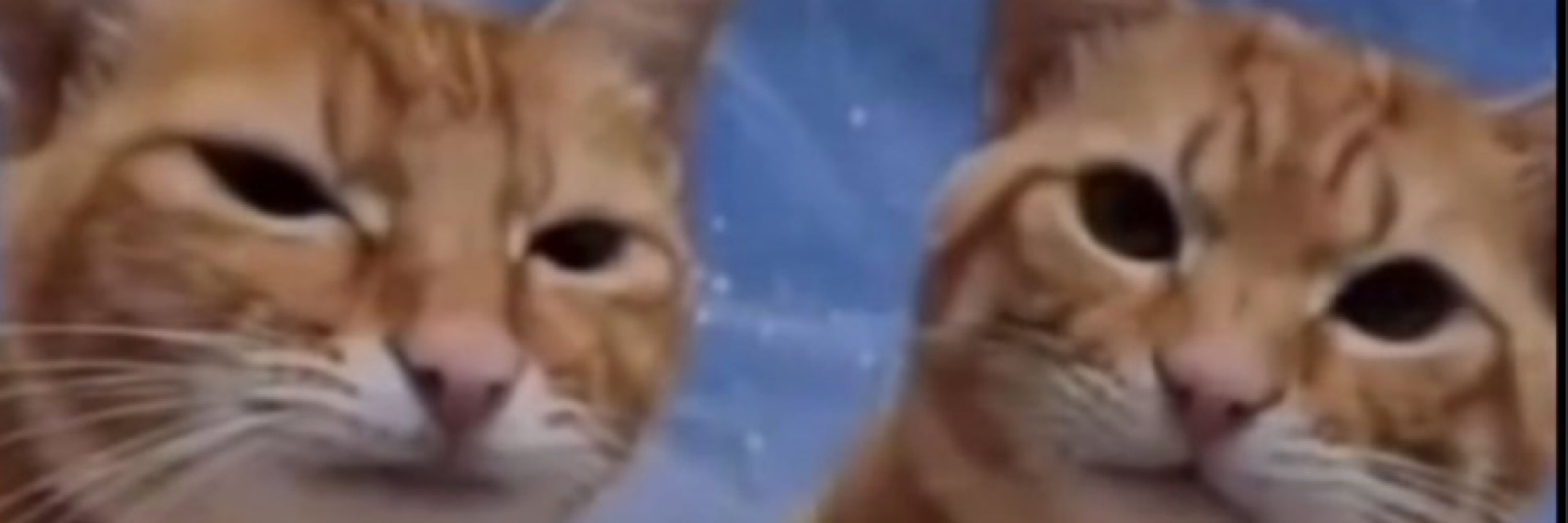 Felinajpg 