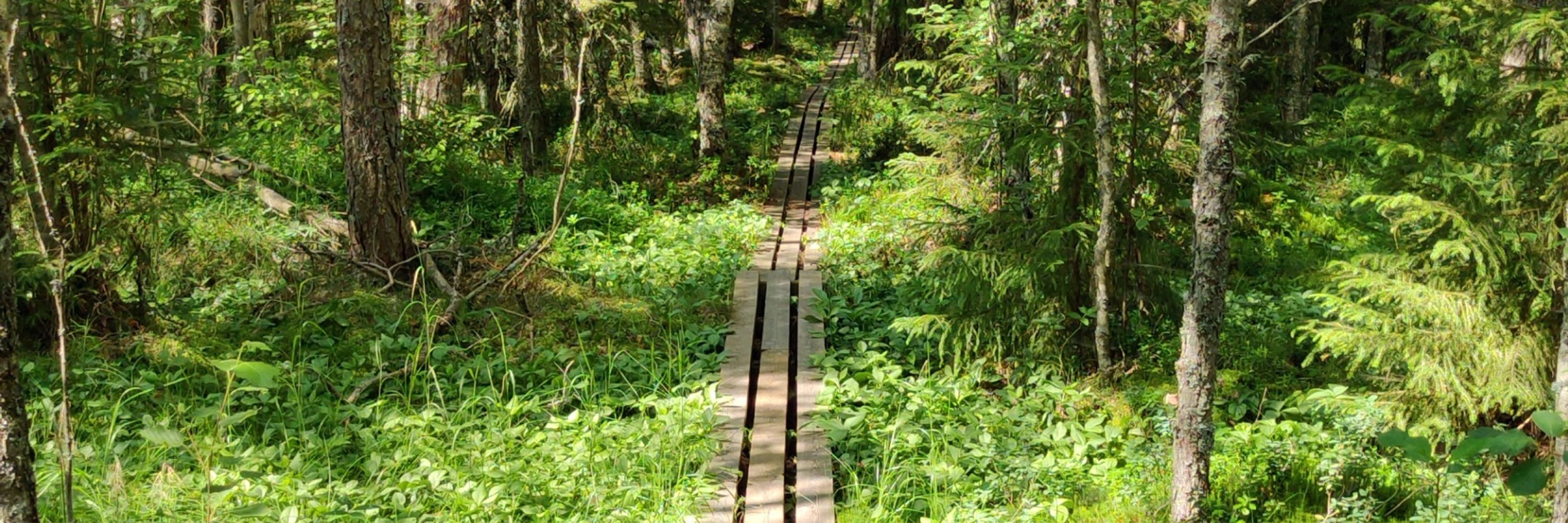 Päivi Mäkiranta